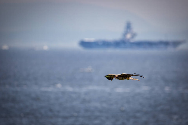 Egy tengeri sólyom cirkál a szélben, mint egy amerikai haditengerészeti repülőgép-hordozó indul a tengerre a háttérben Yokosuka, Japán. - Fotó, kép