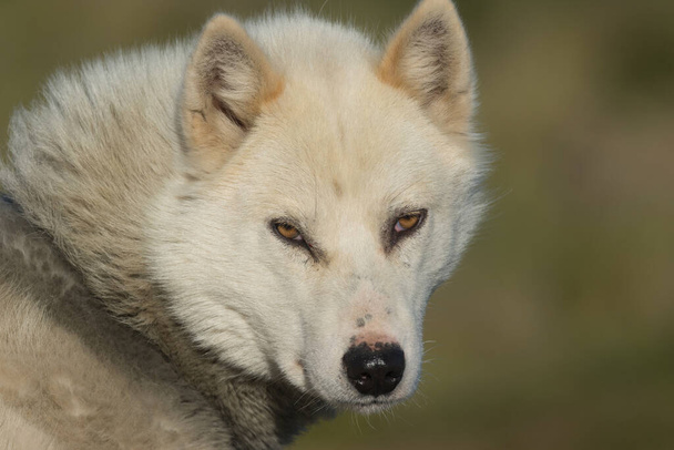 Groenlandse hond in Ilulissat, West Groenland. Deze rassen zijn heel anders dan de Alaska husky 's Deze rassen zijn interessant, minder tam en agressiever dan Alaska husky' s, omdat ze op grote schaal zijn gekruist met de poolwolf. - Foto, afbeelding