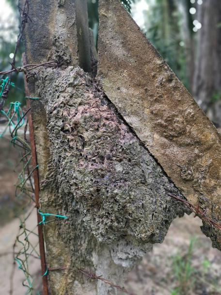 Anillo de termitas en poste de valla de hormigón
 - Foto, imagen