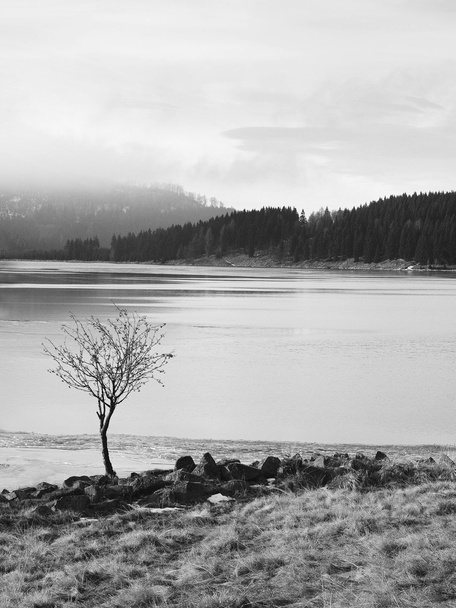 Winter view over lake with thin blue ice to opposite bank. Bended rowan tree on the bank. Dry old stalks of grass and reeds on the bank, dark blue and green needles tree, naked leaves tree. - Photo, Image
