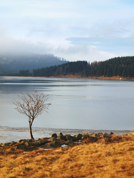 Vista invernale sul lago con sottile ghiaccio blu a riva opposta. Albero di sorbo piegato sulla riva. Secco vecchi steli di erba e canne sulla riva
 - Foto, immagini