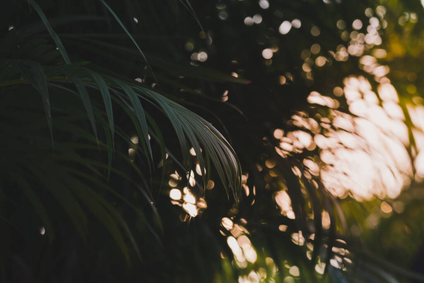 palm leaf in sunset nature - Fotó, kép