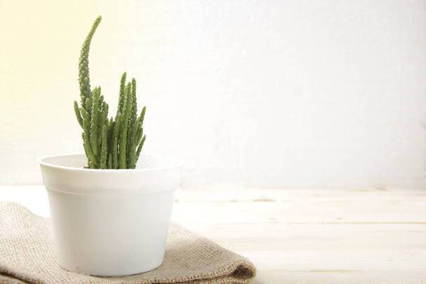Picture of succulent and cactus that planted on a white pot on a wood table for indoor decoration - Photo, Image