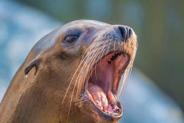 Sea lion closeup series - Фото, зображення