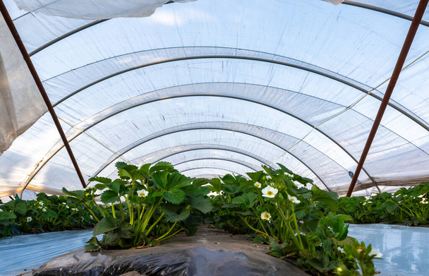 Cultivation of strawberry fruits using the plasticulture method, plants growing on plastic mulch in walk-in greenhouse polyethylene tunnels - Photo, Image