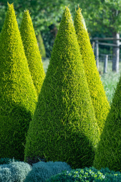 庭でよく手入れされた緑の円錐形のトゥハ針葉樹の木 - 写真・画像