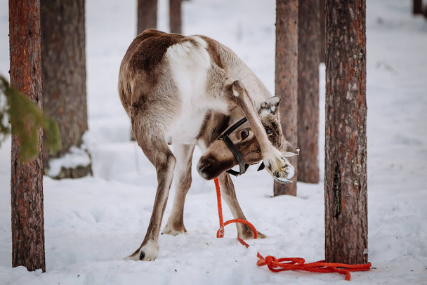 El reno es uno de los símbolos de la Laponia finlandesa. Tiro hecho en Levi
. - Foto, Imagen