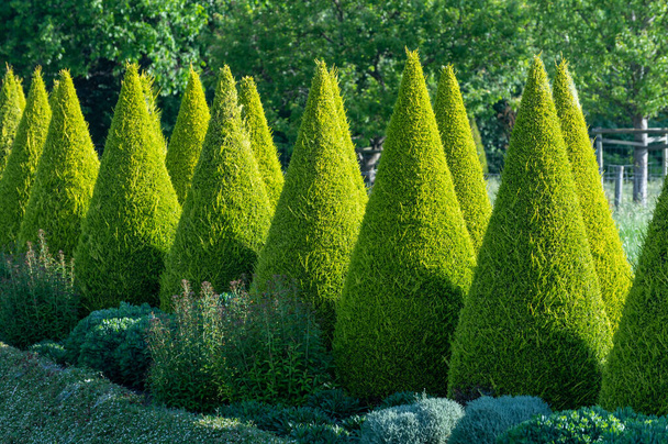 Arboles de coníferas cónicas verdes bien arreglados en el jardín
 - Foto, Imagen