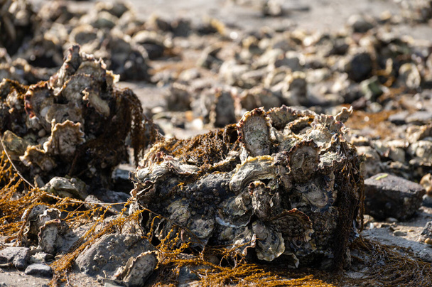 Seizoensgebonden oogst van wilde oesters schelpdieren aan zee bij eb in Zeeland, Nederland - Foto, afbeelding