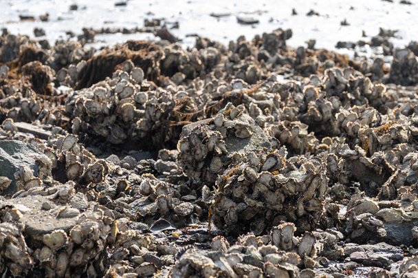 Luonnonvaraisten ostereiden äyriäisten kausittainen pyynti meren rannalla laskuveden aikaan Zeelandissa, Alankomaissa - Valokuva, kuva
