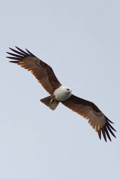 Águila, halcón en el cielo aislado
 - Foto, Imagen