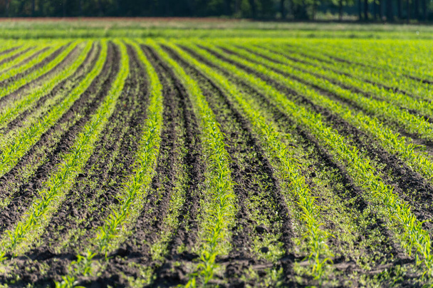 Фермерское поле с рядами молодых зеленых кукурузных растений в солнечный день - Фото, изображение