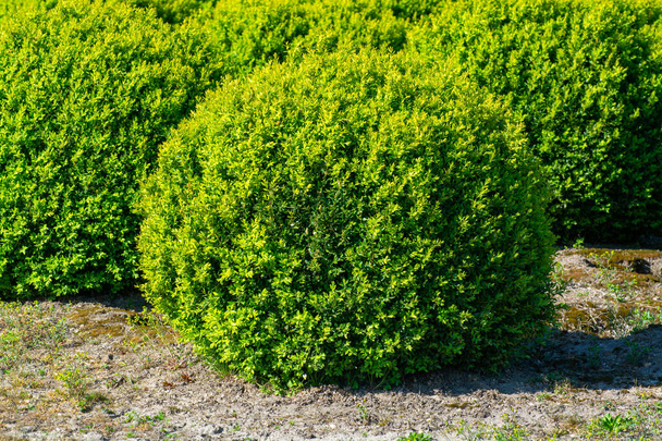 Plantación con hileras de plantas de boj de buxus de hoja perenne en forma de bola
 - Foto, imagen