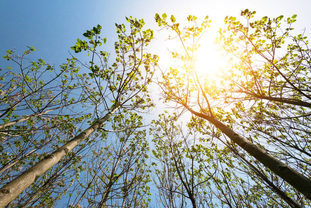 Paulownia tomentosa met verse bladeren in het voorjaar. De boom die het snelst groeit ter wereld - selectieve focus - Foto, afbeelding