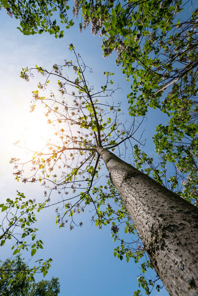 Paulownia tomentosa mit frischen Blättern im Frühling. Der Baum, der am schnellsten wächst - selektiver Fokus - Foto, Bild