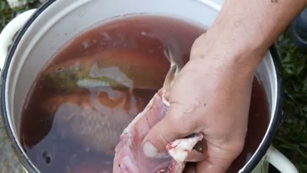 Mãos fortes masculinas de um pescador lava o interior do peixe vivo recentemente capturado em uma panela com água ao lado de outros peixes vista de perto
 - Filmagem, Vídeo