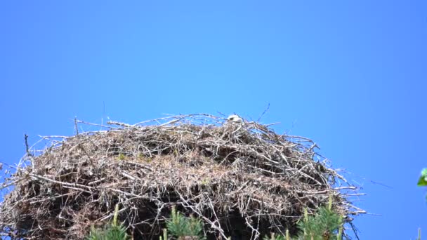 las cigüeñas y los pequeños están esperando sus nidos mientras el compañero está buscando alimento
 - Metraje, vídeo