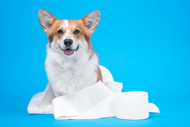 Obedient smiling welsh corgi pembroke or cardigan dog wrapped in toilet paper sits next to new roll on blue background, front view, copy space for text. Shopping hysteria and lack of hygiene products. - 写真・画像