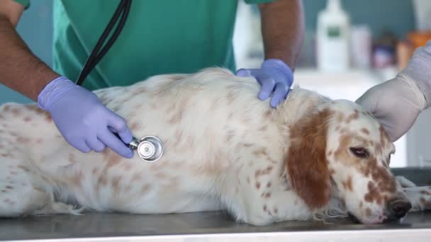 Κτηνίατρος εξετάσει το σκυλί στο νοσοκομείο κατοικίδιων ζώων. - Πλάνα, βίντεο