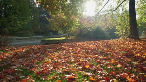 Otoño de oro en el famoso lugar de relajación Munich - Inglés. Jardín inglés con hojas caídas y luz dorada en octubre. Brillantes colores de la naturaleza. Munchen, Baviera, Alemania
 - Metraje, vídeo
