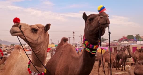 Гарна пара верблюдів на Пушкар мела ярмарку в полі. Верблюди прикрашені квітковими садами. Знаменитий індіанський фестиваль Kartik mela. Пушкар, Раджастхан, Індія - Кадри, відео