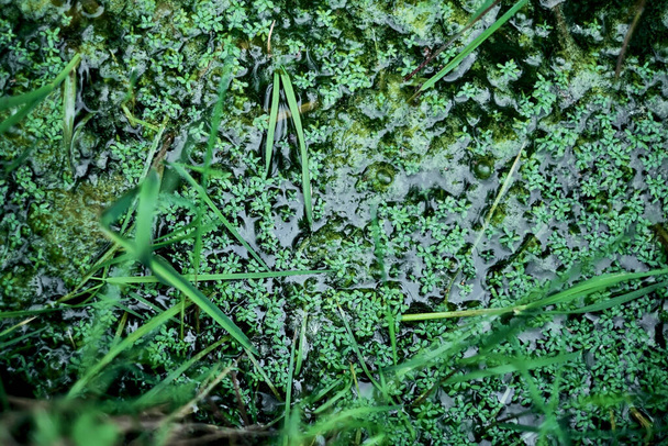 Vízfelszínen úszó kis vízi növények. Zöld mocsári alga vagy stigeoclonium, kacsamoszat vagy kisebb kacsamoszat. Édesvízi növények, vízi növényzet minta. Zöld textúra közelkép háttér - Fotó, kép