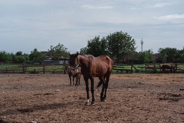 Dużo koni na farmie w wiosce.. - Zdjęcie, obraz