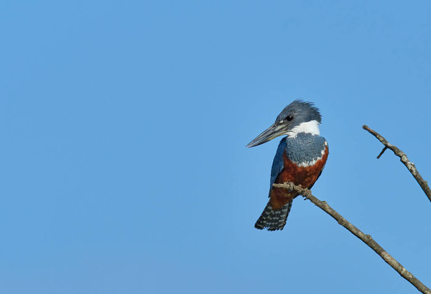 Фото дикої природи Ringed Kingfisher (Megaceryle torquata) на гілці - Фото, зображення