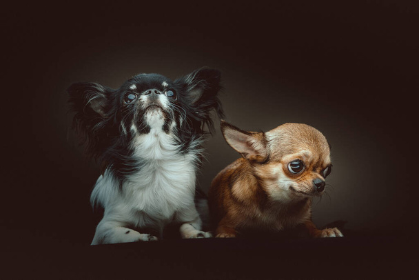 Two Cute Chihuahua Dogs. Studio shot. Moody dark lighting, dark background. - Foto, imagen