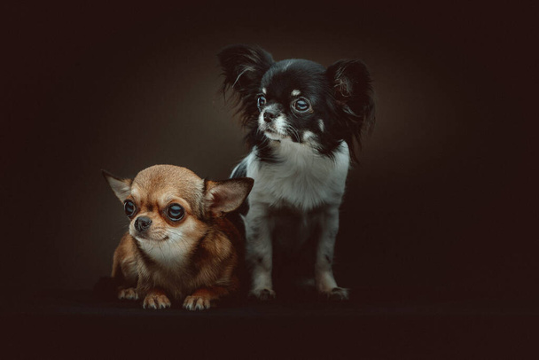 Two Cute Chihuahua Dogs. Studio shot. Moody dark lighting, dark background. - Foto, immagini