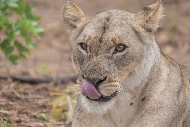 Тесное взаимодействие с игривой львицей, набережная реки Чобе, Серондела, Национальный парк Чобе, Ботсвана
 - Фото, изображение