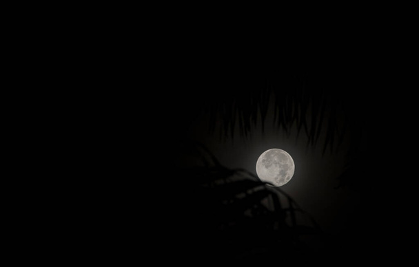 ver la luna de noche a través de la silueta de las hojas
. - Foto, Imagen