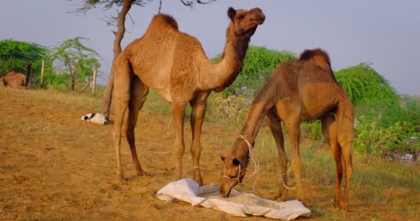 Kuuluisa intialainen kamelit kaupan Pushkar mela kameli oikeudenmukainen festivaali alalla. Kamelit syövät pureskelua auringonnousun aikaan. Pushkar, Rajasthan, Intia
 - Materiaali, video