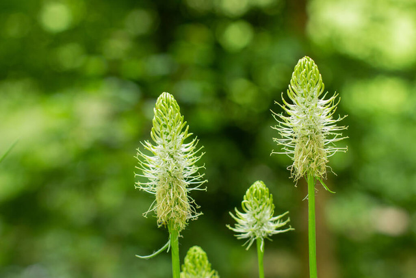 Close up of a spiked rampion flower with bokeh, Phyteuma spicatum or Ahrige Teufelskralle - Photo, Image