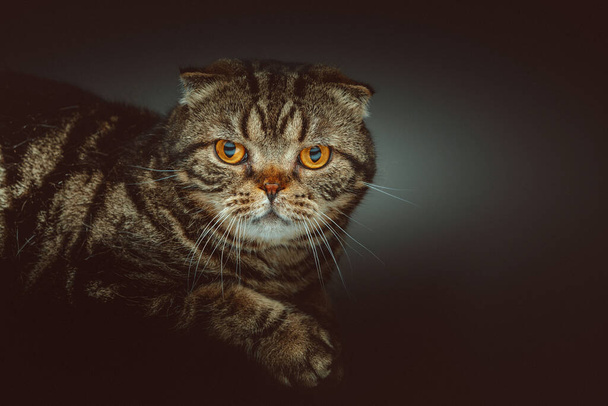 Scottish Fold Krótki kot. Zdjęcia studyjne. Moody ciemne oświetlenie, ciemne tło. - Zdjęcie, obraz