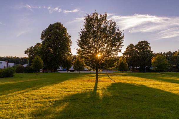 Un joven árbol verde en un campo durante la puesta del sol, un rayo de sol está viniendo a través de las hojas del árbol
 - Foto, Imagen