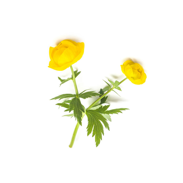 Yellow cute buttercup flowers on white background - Photo, Image