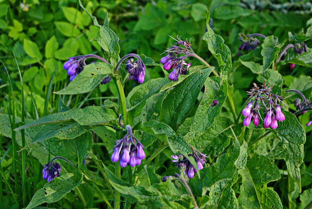 fleurs de consoude commune, Symphytum officinale, - Photo, image