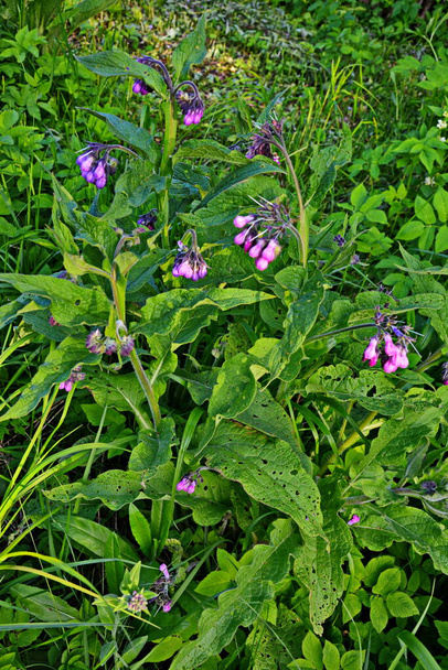 Blüten des Beinwell, Symphytum officinale, - Foto, Bild