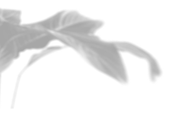 Zomerplant schaduw achtergrond. Schaduw van de bloem van het Spathiphyllum op de witte muur. Wit en zwart voor het superponeren van een foto of mockup. - Foto, afbeelding