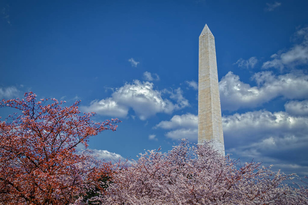 Washington emlékmű a cseresznyevirágok mögött a washingtoni árapály-medencében. - Fotó, kép