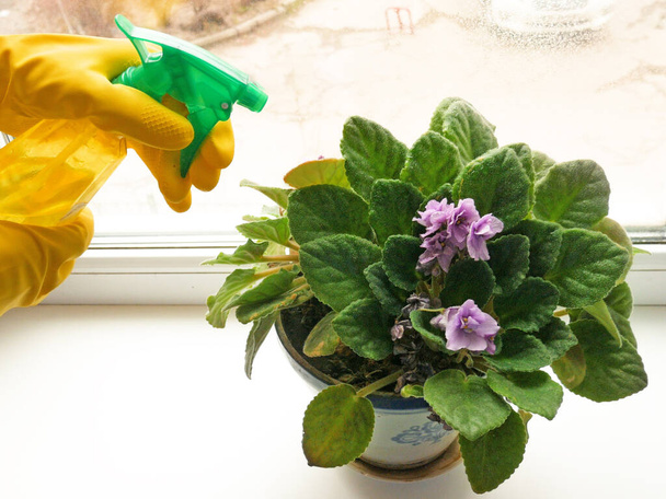 Violettes en fleurs dans le pot de fleurs dans la fenêtre à la maison et plante d'arrosage. Violettes de la famille des Gesneriaceae, Violette africaine
 - Photo, image
