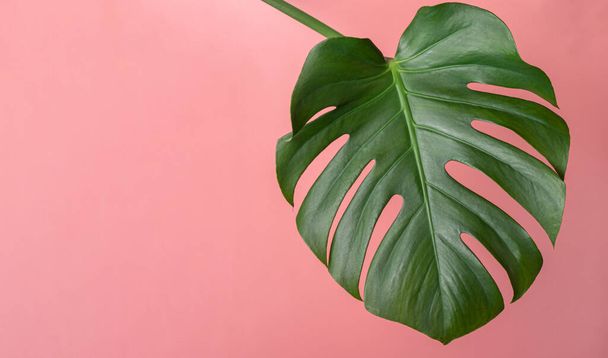 Monstera de folha tropical em um fundo rosa com espaço de cópia. Conceito Primavera Verão. Composição minimalista com espaço de cópia
 - Foto, Imagem