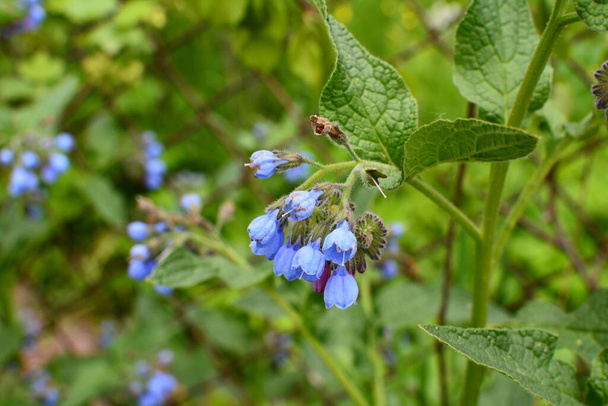 コーカサス・コムフリー(別名コンフリー)とも呼ばれる梅毒は、古くから薬草として知られ、古代文明によってその強力な特性から栽培されてきました。青い花. - 写真・画像