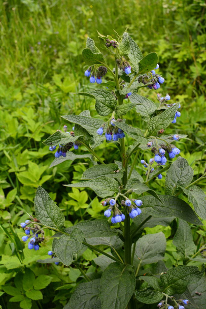Symphytum caucasicum, kaukázusi Comfrey (más néven comphrey) már régóta ismert, mint egy gyógynövény, és termesztették az ősi civilizációk annak erőteljes tulajdonságait. Kék virág. - Fotó, kép