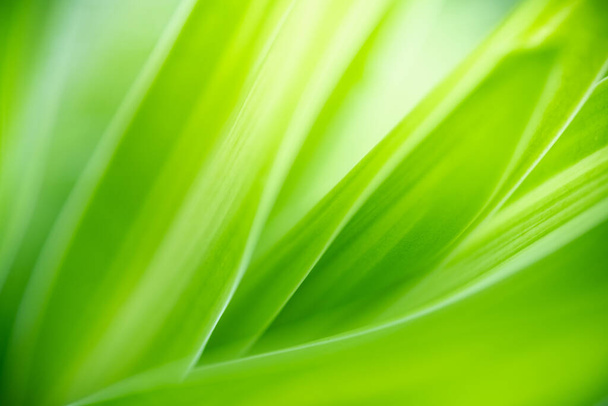 Bela vista da natureza da folha verde no fundo vegetação borrada no jardim com espaço de cópia usando como fundo natural folhas verdes plantas paisagem, ecologia, conceito de papel de parede fresco
. - Foto, Imagem