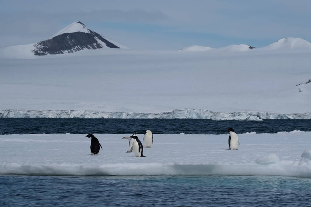 Пингвины Адели на айсбергах и ледниках вдоль побережья Антарктического полуострова, Антарктида
 - Фото, изображение