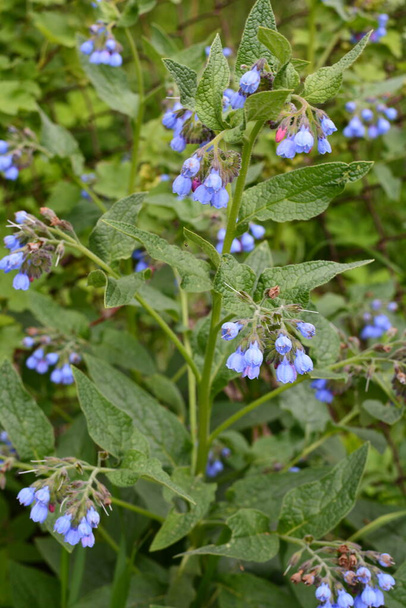Symphytum caucasicum, Kaukasischer Beinwell (auch als Comphrey bekannt) ist seit langem als Heilkraut bekannt und wurde von den alten Kulturen wegen seiner kraftvollen Eigenschaften kultiviert. Blaue Blume. - Foto, Bild