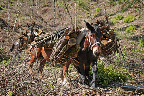 muły wykorzystywane do transportu drewna uzyskanego z przerzedzenia obszaru zalesionego - Zdjęcie, obraz