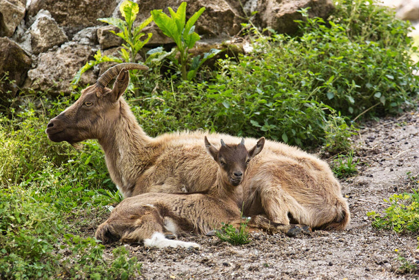 femelle de chèvre Montecristo avec son enfant
 - Photo, image